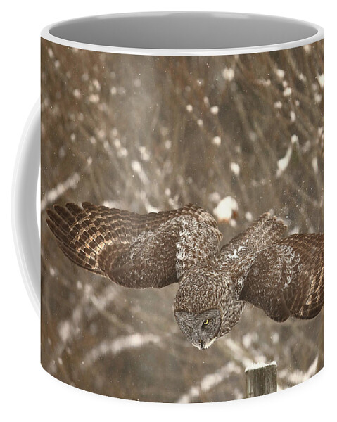 Owl Coffee Mug featuring the photograph Dive Bombing a Meal by Duane Cross