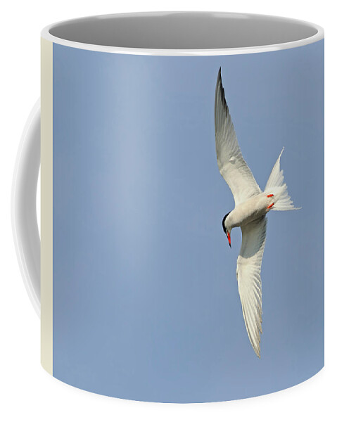 Common Tern Coffee Mug featuring the photograph Dive by Tony Beck