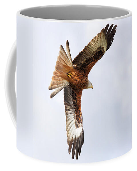  Accipitridae Coffee Mug featuring the photograph Diving bird of prey by Grant Glendinning