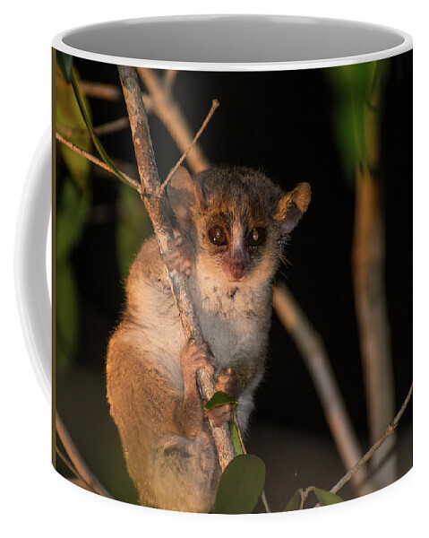 Lemur Coffee Mug featuring the photograph Do You Know What Time It Is by Alex Lapidus