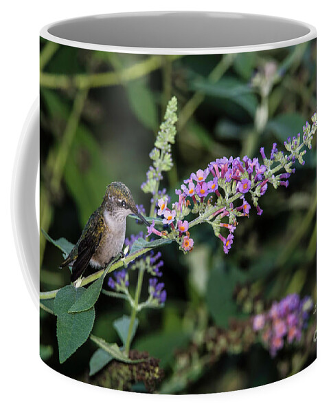 Hummingbird Coffee Mug featuring the photograph Do You Mind by Judy Wolinsky