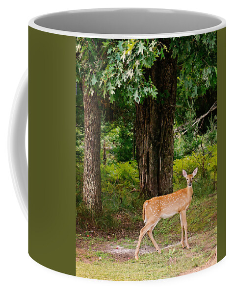 Whitetail Deer Coffee Mug featuring the photograph Fawn in the Woods Portrait by Gwen Gibson