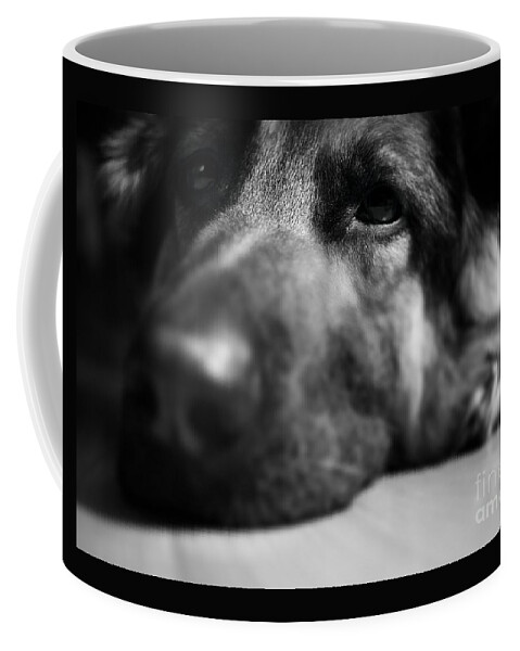 Tired Coffee Mug featuring the photograph Dog Eyes Always Watching by Frank J Casella