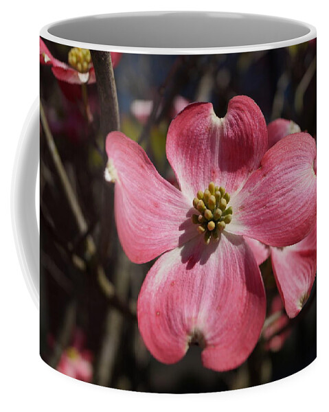 Dogwood Coffee Mug featuring the photograph Dogwood blossom by Beth Collins
