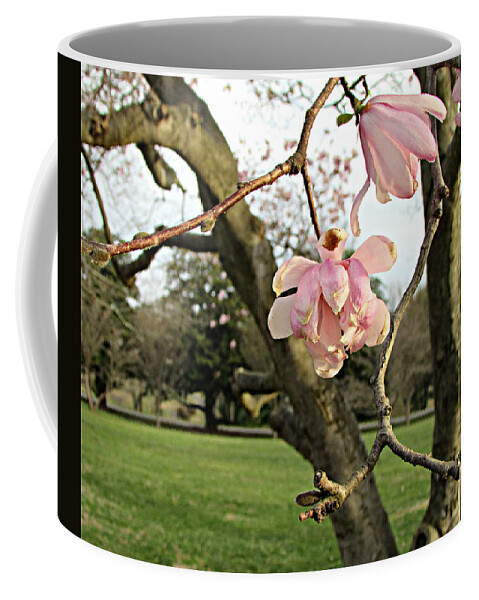 Flower Coffee Mug featuring the photograph Dogwood blossoms by Joseph Ferguson
