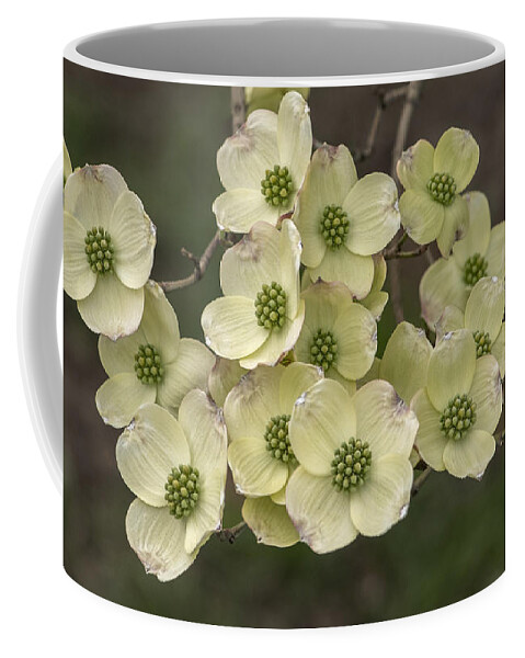 Dogwood Coffee Mug featuring the photograph Dogwood Dance in White by Don Spenner