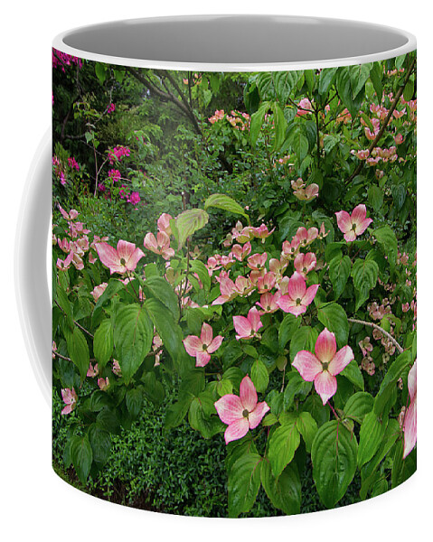 Images Coffee Mug featuring the photograph Dogwood by Rick Bures