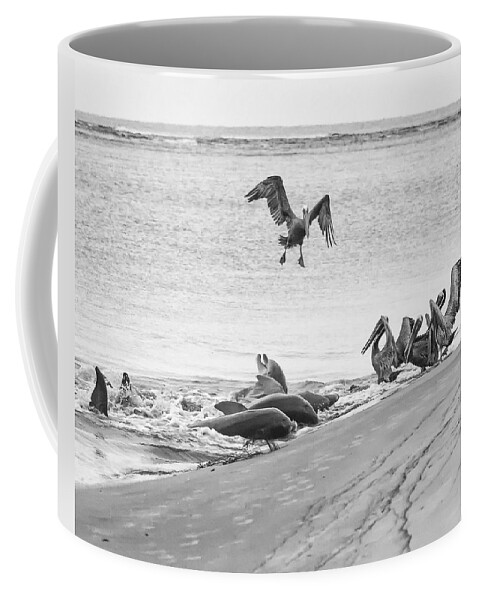 Dolphin Coffee Mug featuring the photograph Dolphin and Pelican Party by Patricia Schaefer