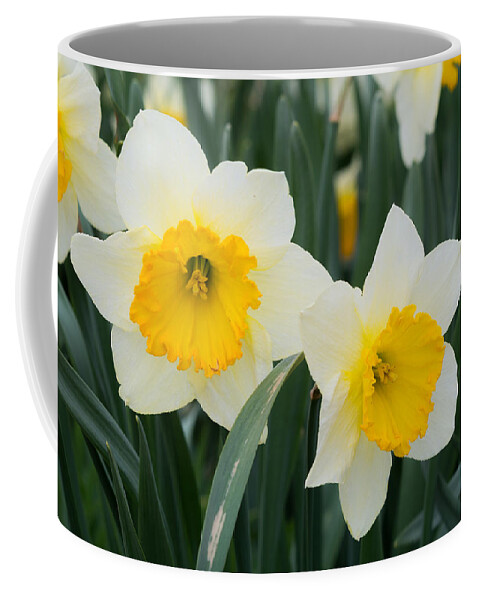 Daffodils Coffee Mug featuring the photograph Double Daffodils by Holden The Moment