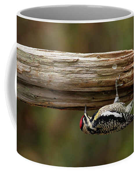 Bird Coffee Mug featuring the photograph Hairy Woodpecker by Daniel Reed