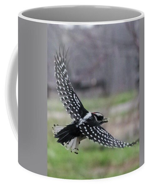 Jan Coffee Mug featuring the photograph Downy Woodpecker in Flight by Holden The Moment
