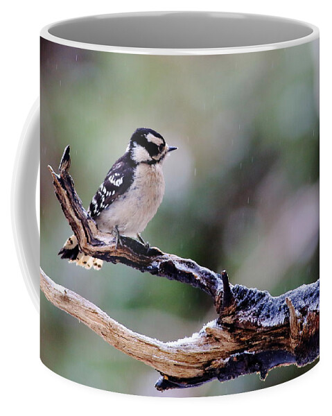 Downy Woodpecker Coffee Mug featuring the photograph Downy Woodpecker With Snow by Daniel Reed