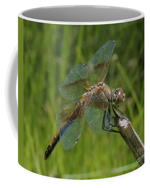 Dragonfly Coffee Mug featuring the photograph Dragonfly 8 by Christy Garavetto