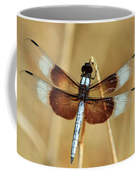 Nature Coffee Mug featuring the photograph Dragonfly on Reed by Sheila Brown