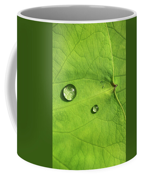 Leaves Coffee Mug featuring the photograph Drops on Water Lily Pads by Don Johnson