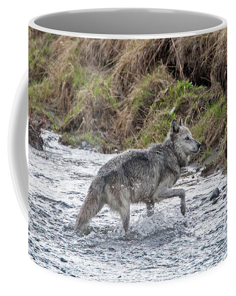 Wolf Coffee Mug featuring the photograph Druid Wolf 21M in Soda Butte Creek by Mark Miller