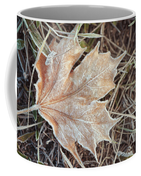 Jenny Rainbow Fine Art Photography Coffee Mug featuring the photograph Dry Frosted Maple Leaf by Jenny Rainbow