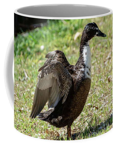 Water Coffee Mug featuring the photograph Drying Off by Douglas Killourie