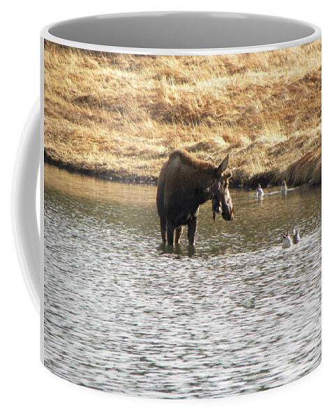Animal Coffee Mug featuring the photograph Ducks - Moose Rollinsville CO by Margarethe Binkley