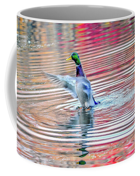 Anas Coffee Mug featuring the photograph Duck on an Autumn pond in the Chesapeake Bay Maryland by Patrick Wolf