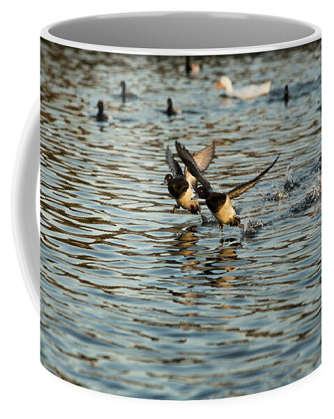 Ducks Coffee Mug featuring the photograph Duck Race by Jason Hughes