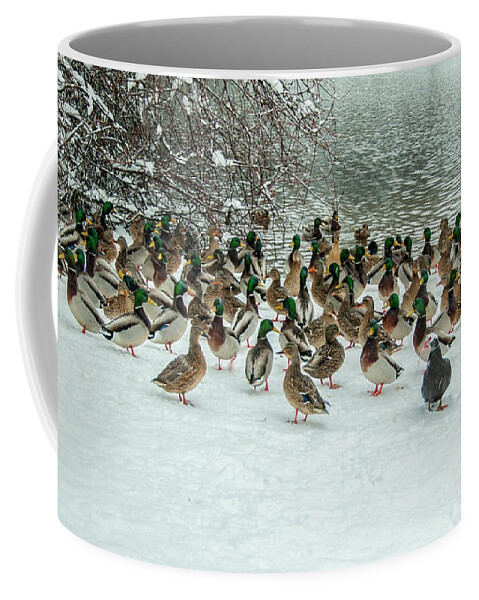 Ducks Coffee Mug featuring the photograph Ducks Pond In Winter by Cathy Kovarik