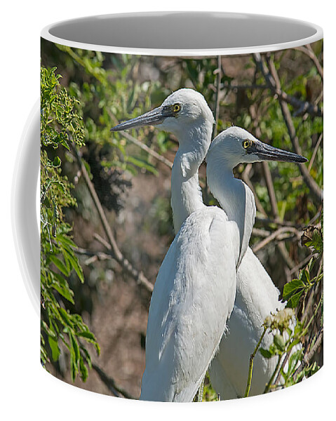 Wildlife Coffee Mug featuring the photograph Dueling Egrets by Kenneth Albin