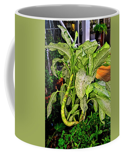 Plant Coffee Mug featuring the photograph Dumb Cane 001 by George Bostian