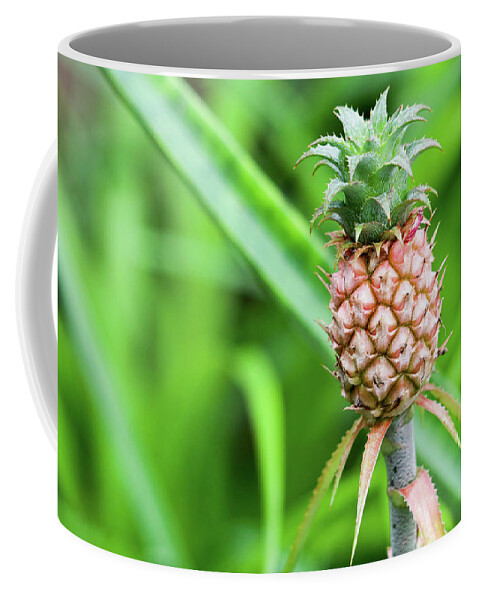 Pineapple Coffee Mug featuring the photograph Dwarf Pineapple by Mary Anne Delgado