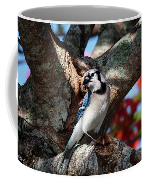 Florida Coffee Mug featuring the photograph Eagle Lakes Park - Northern Blue Jay at Rest by Ronald Reid