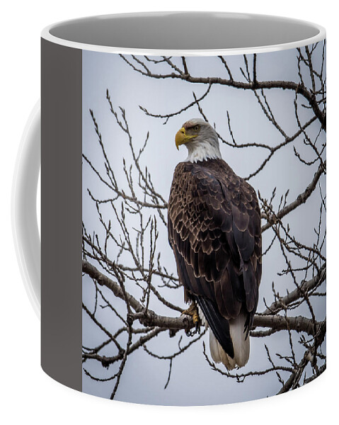 Bald Eagle Coffee Mug featuring the photograph Eagle Perched by Paul Freidlund