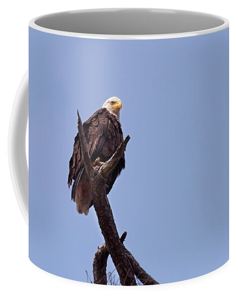Bald Eagles Coffee Mug featuring the photograph Eagle's Perch by David Lunde