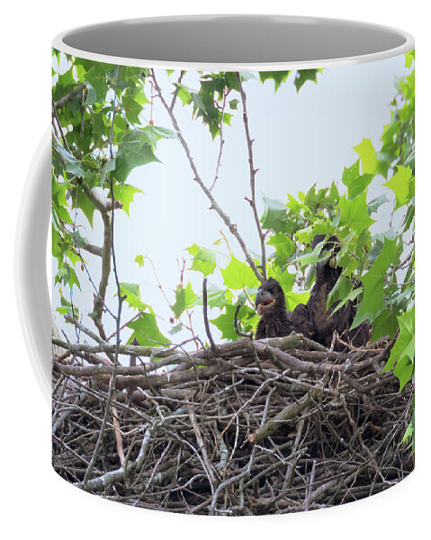 Bald Eagle Coffee Mug featuring the photograph Eaglets in the Nest 1 by Susan Rissi Tregoning