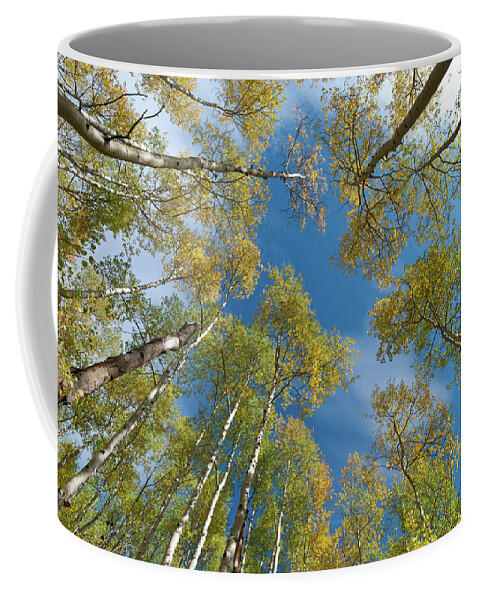 Autumn Coffee Mug featuring the photograph Early Autumn Aspen Canopy by Cascade Colors