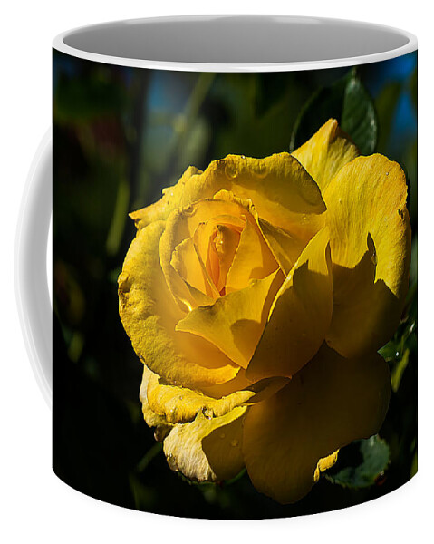 Rose Coffee Mug featuring the photograph Early Morning Rose by Kenneth Albin