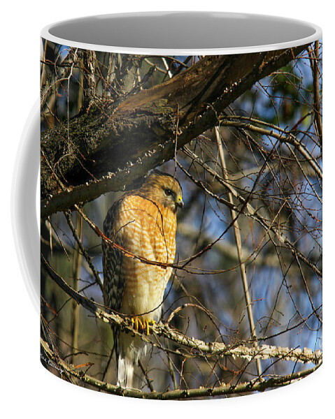 Still Hunting Coffee Mug featuring the photograph Early Morning Still Hunting Coopers Hawk Art by Reid Callaway