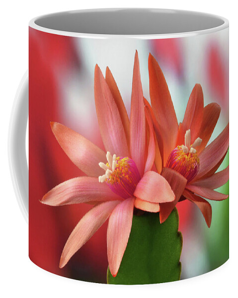 Easter Cactus Coffee Mug featuring the photograph Easter Cactus by Terence Davis