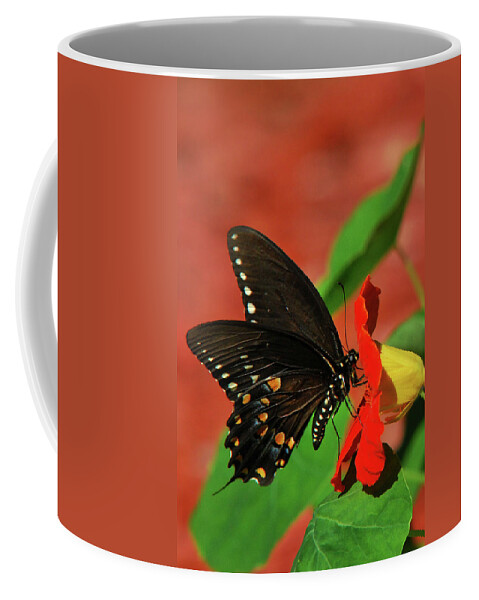 Butterflies Coffee Mug featuring the photograph Eastern Black Swallowtail Butterfly by Christina Rollo