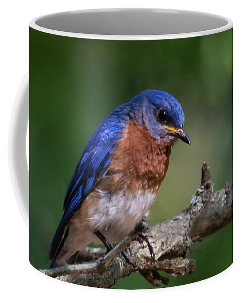 Bluebird Coffee Mug featuring the photograph Eastern Bluebird by Andrea Silies