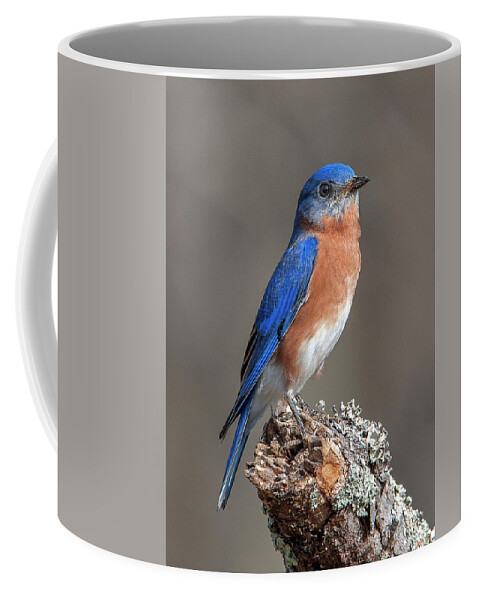 Nature Coffee Mug featuring the photograph Eastern Bluebird DSB0291 by Gerry Gantt