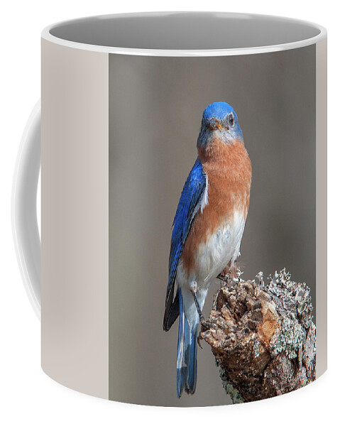 Nature Coffee Mug featuring the photograph Eastern Bluebird DSB0300 by Gerry Gantt