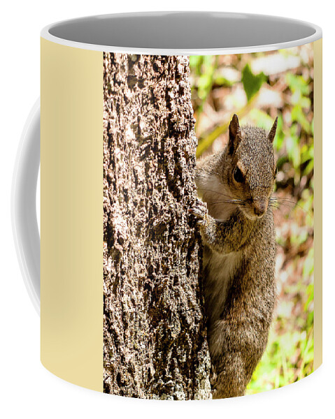 Eastern Grey Squirrel Coffee Mug featuring the photograph Eastern Grey Squirrel by Norman Johnson