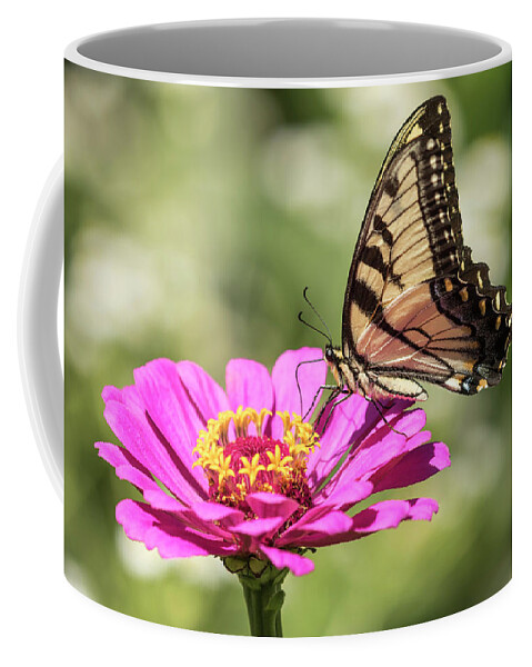 Eastern Tiger Swallowtail Coffee Mug featuring the photograph Eastern Tiger Swallowtail 2016-1 by Thomas Young