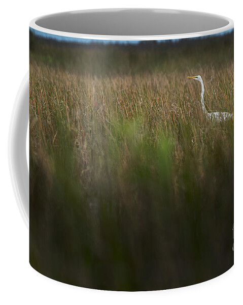 Loxahatchee Coffee Mug featuring the photograph Egret in Swamp-2-0711 by Steve Somerville