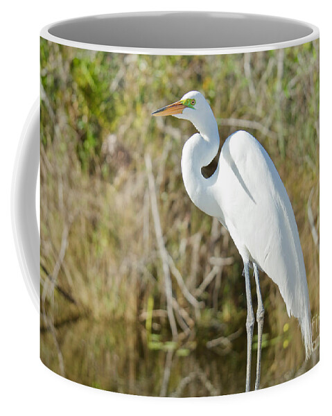 Egrets Coffee Mug featuring the photograph Egret Posing by Judy Kay