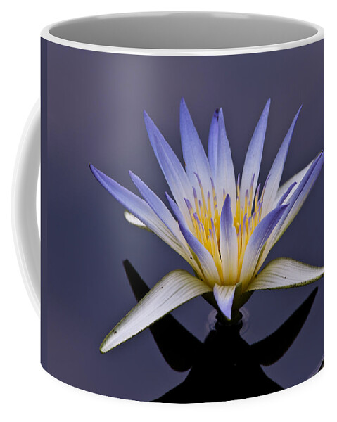 Nelumbo Nucifera Coffee Mug featuring the photograph Egyptian Lotus by Louis Dallara