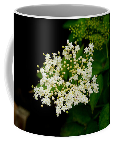 Elderflower Coffee Mug featuring the photograph Elderflowers. Two. by Elena Perelman