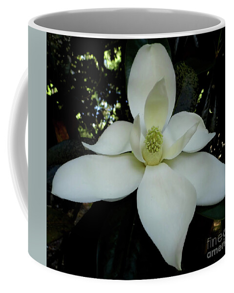 Magnolia Coffee Mug featuring the photograph Elegant Blossom by D Hackett