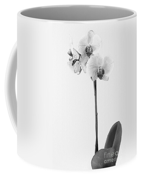 Flowers Coffee Mug featuring the photograph Elegant Orchid II by Anita Oakley