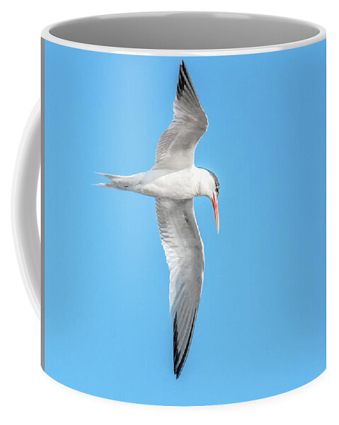 Elegant Coffee Mug featuring the photograph Elegant Tern 3851-072815-1cr by Tam Ryan